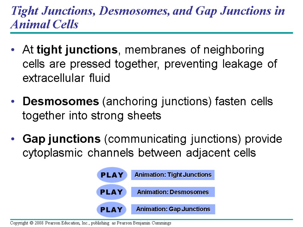 Tight Junctions, Desmosomes, and Gap Junctions in Animal Cells At tight junctions, membranes of
